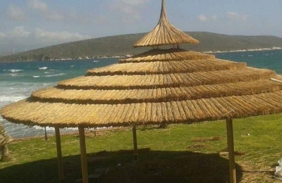 Hasır Kamelya Saz