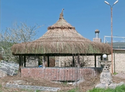 Hasır Kamelya Saz