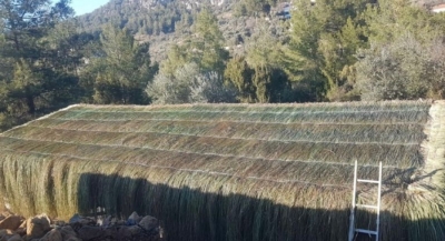 Hasır Kamelya Saz